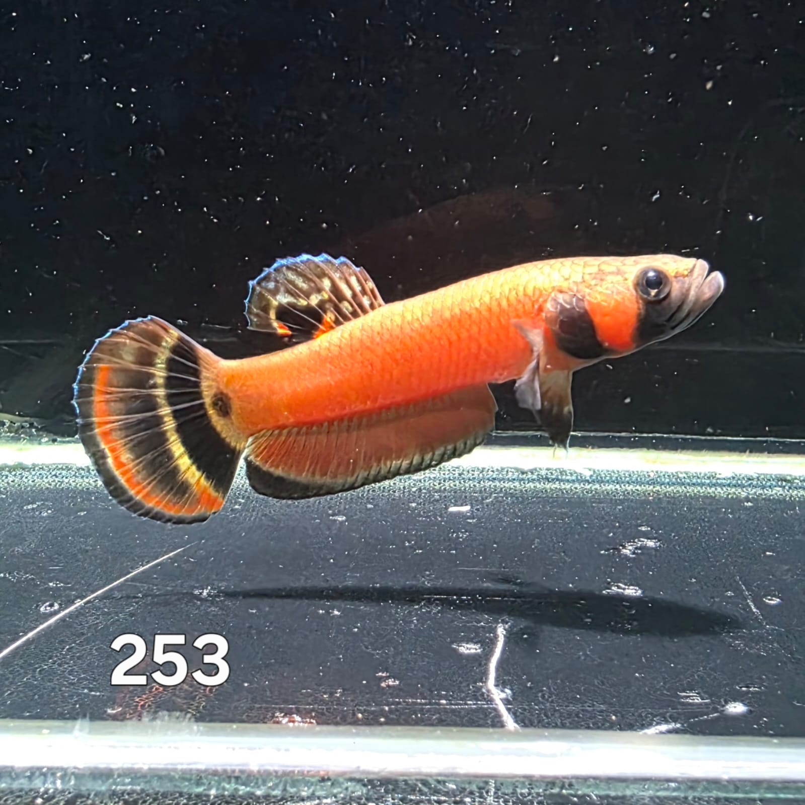 Macrostoma Male (IB253) by ivenbetta