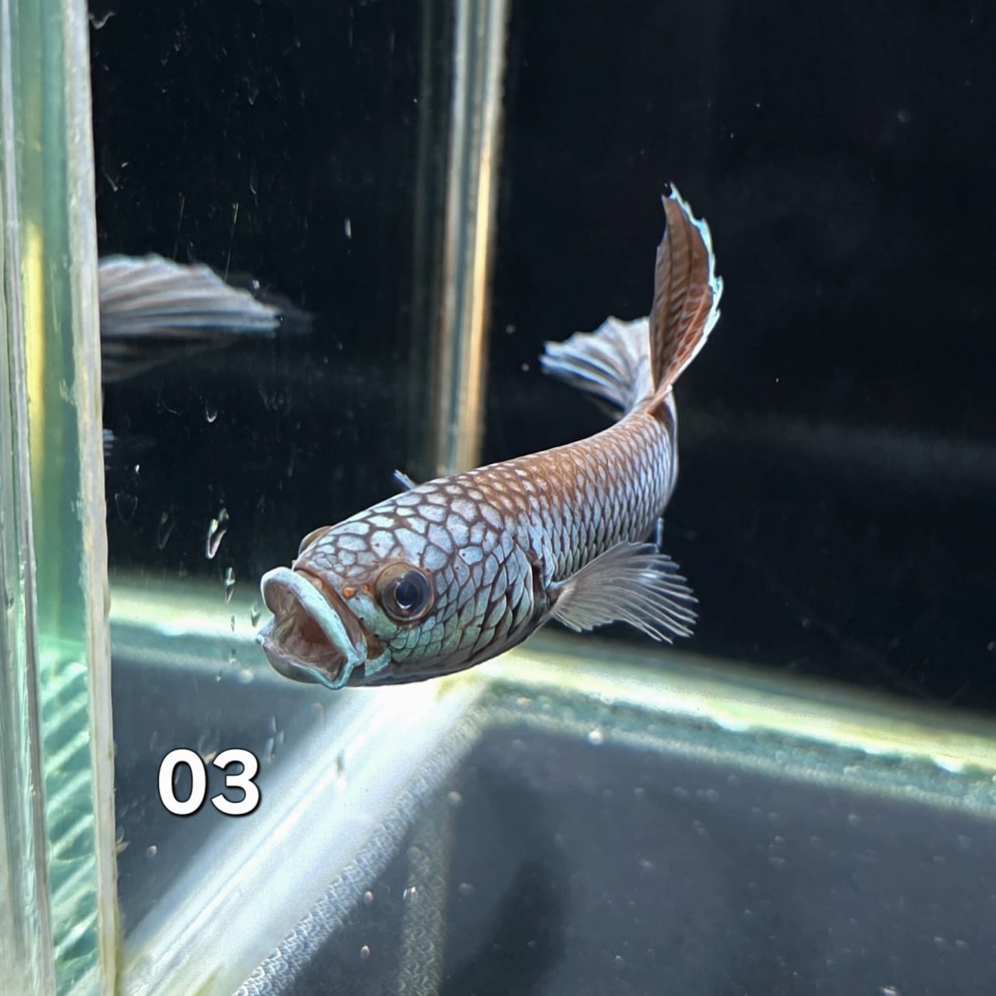 Antuta Male (IB03) by ivenbetta