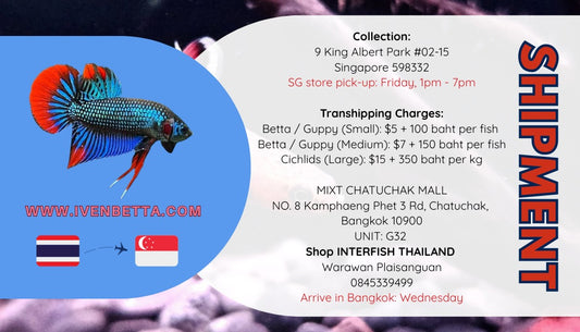 SHIPMENT (Thailand to Singapore) by ivenbetta