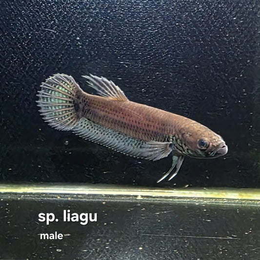 Betta cf. Unimaculata sp. Liagu by Iven Betta