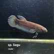 Betta cf. Unimaculata sp. Liagu by Iven Betta
