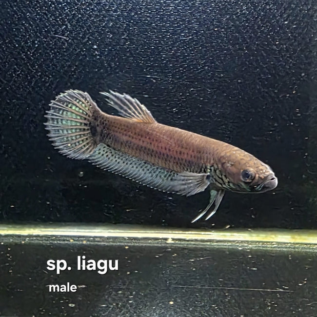 Betta cf. Unimaculata sp. Liagu by Iven Betta