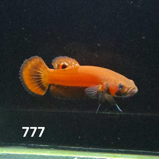 Macrostoma Male (IB777) by ivenbetta