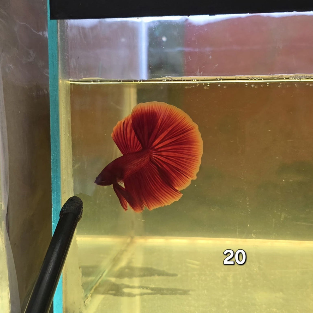 HM Betta Splendens #HM20 by ivenbetta