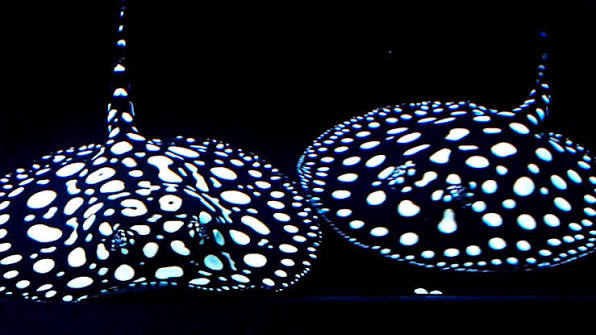 Potamotrygon Leopoldi 'Black Diamond' (PO) by ivenbetta