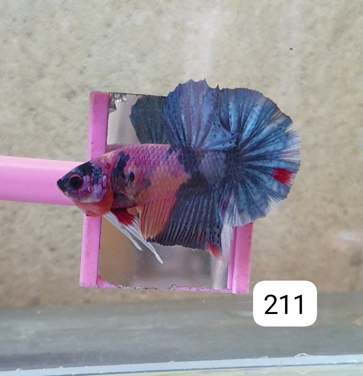 HMPK Betta Splendens #T211 by ivenbetta