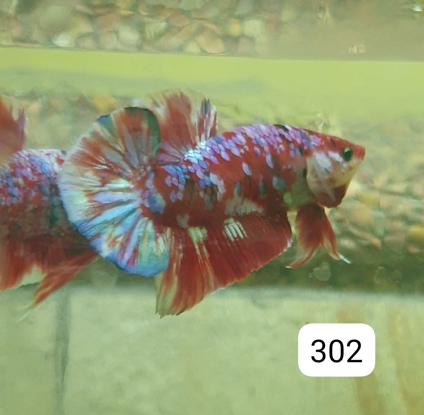 HMPK Betta Splendens #T302 by ivenbetta