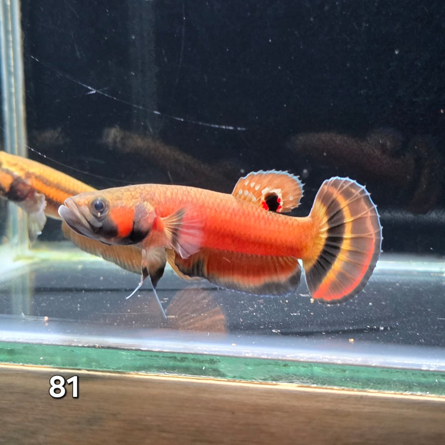 Macrostoma Male (IB081) by ivenbetta
