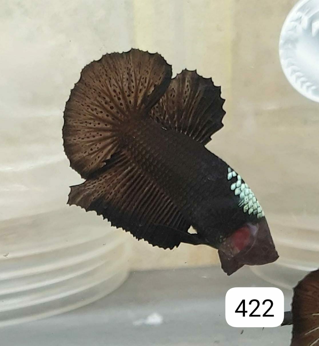 HMPK Betta Splendens #T422 by ivenbetta
