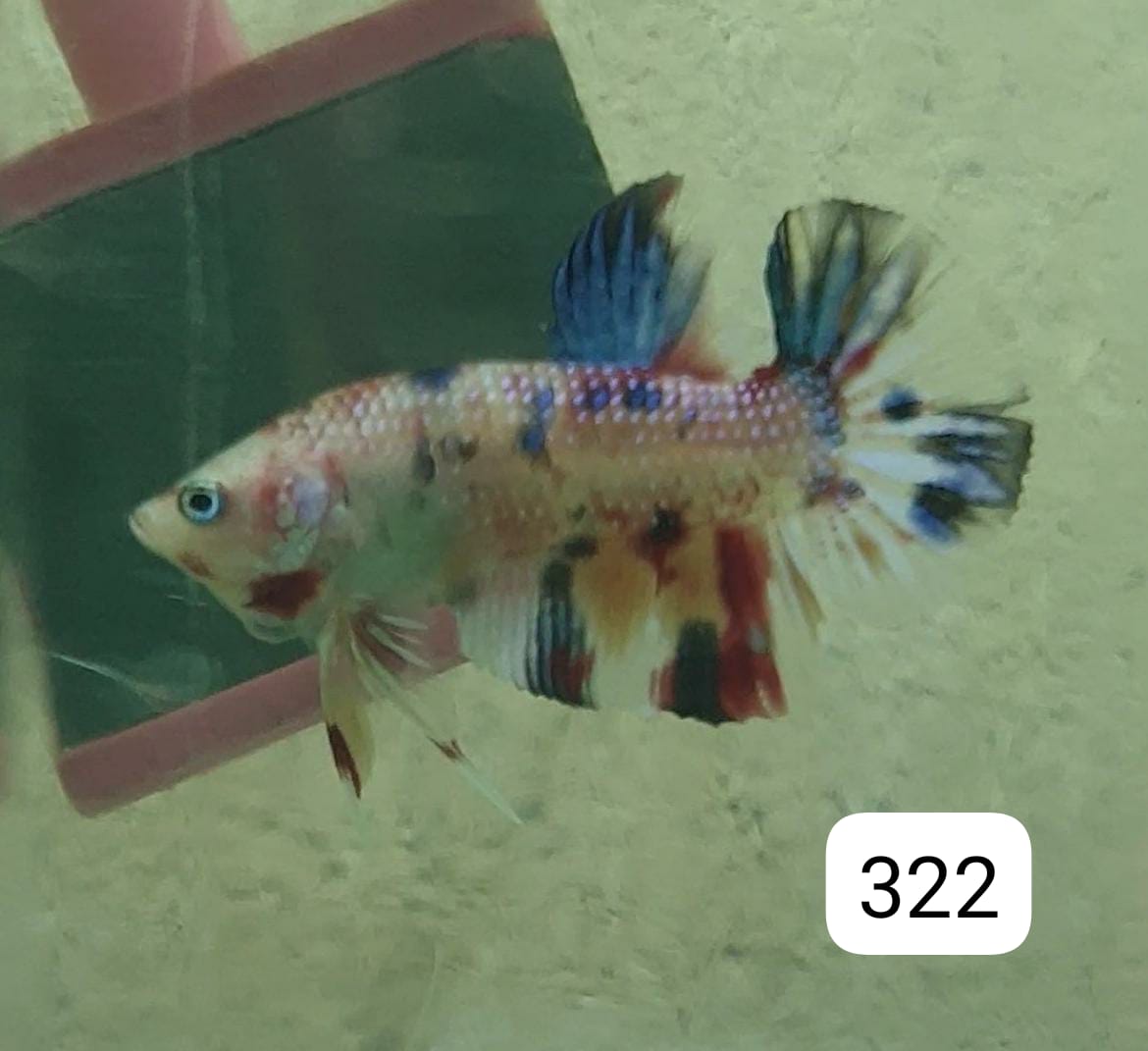 HMPK Betta Splendens #T322 by ivenbetta