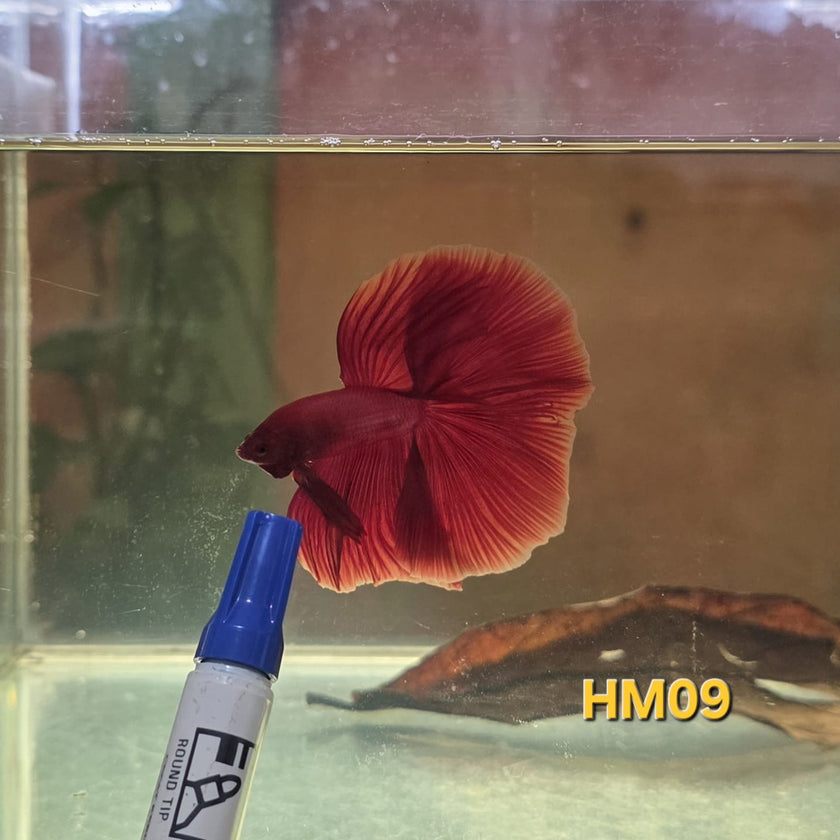 HM Betta Splendens #HM09 by ivenbetta