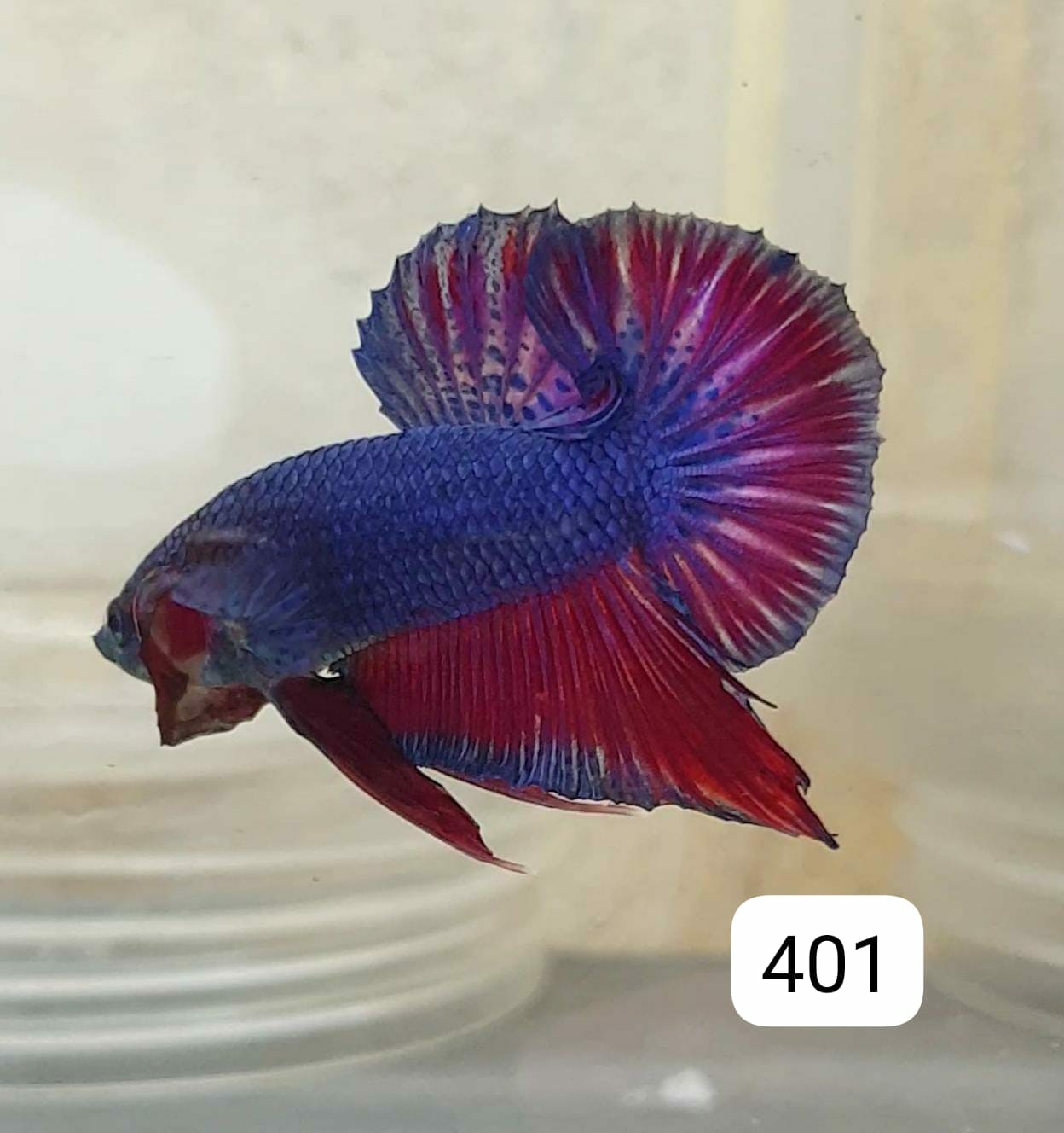 HMPK Betta Splendens #T401 by ivenbetta