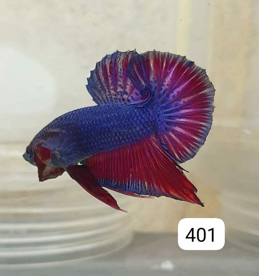 HMPK Betta Splendens #T401 by ivenbetta