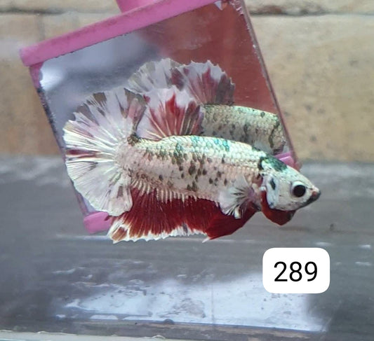 HMPK Betta Splendens #T289 by ivenbetta