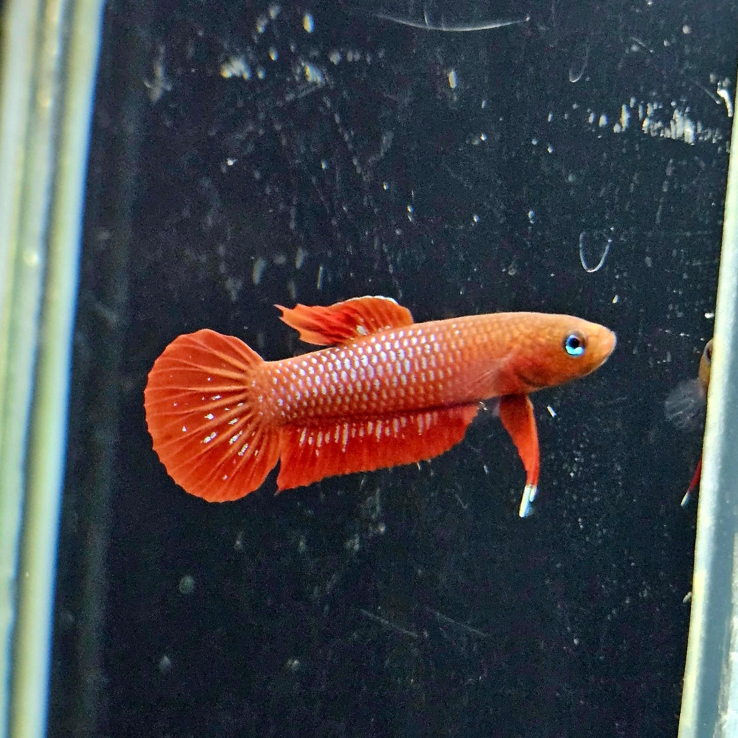 Betta Rutilans by Iven Betta