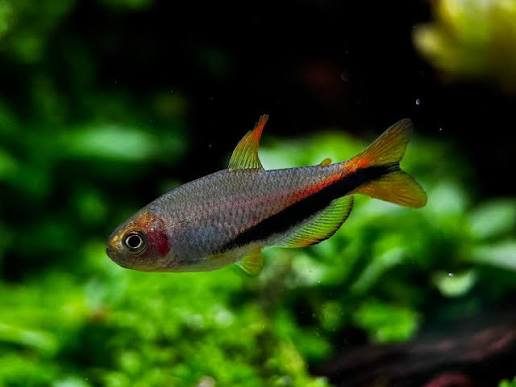 Inpaichthys Luizae by Iven Betta