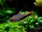 Inpaichthys Luizae by Iven Betta