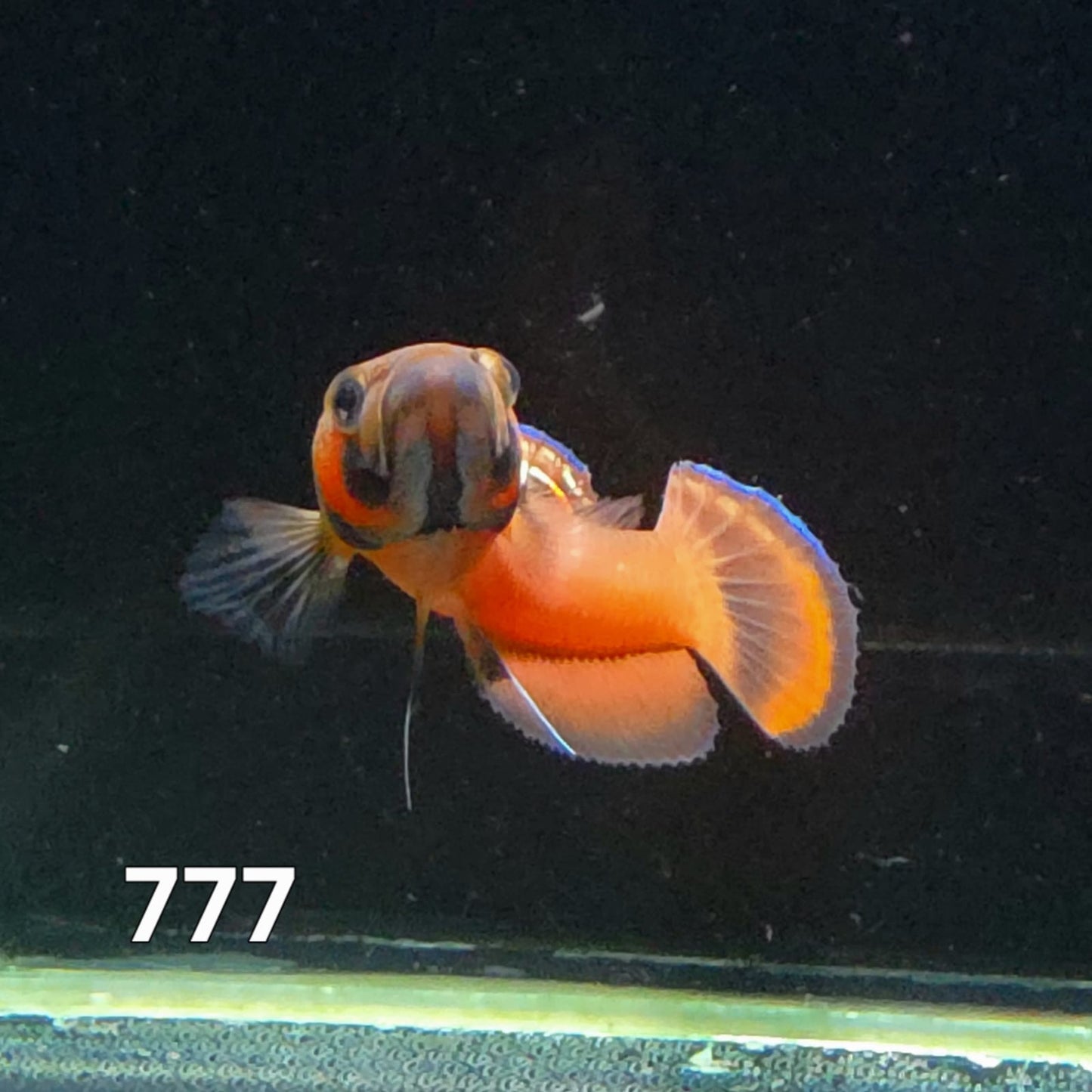 Macrostoma Male (IB777) by ivenbetta
