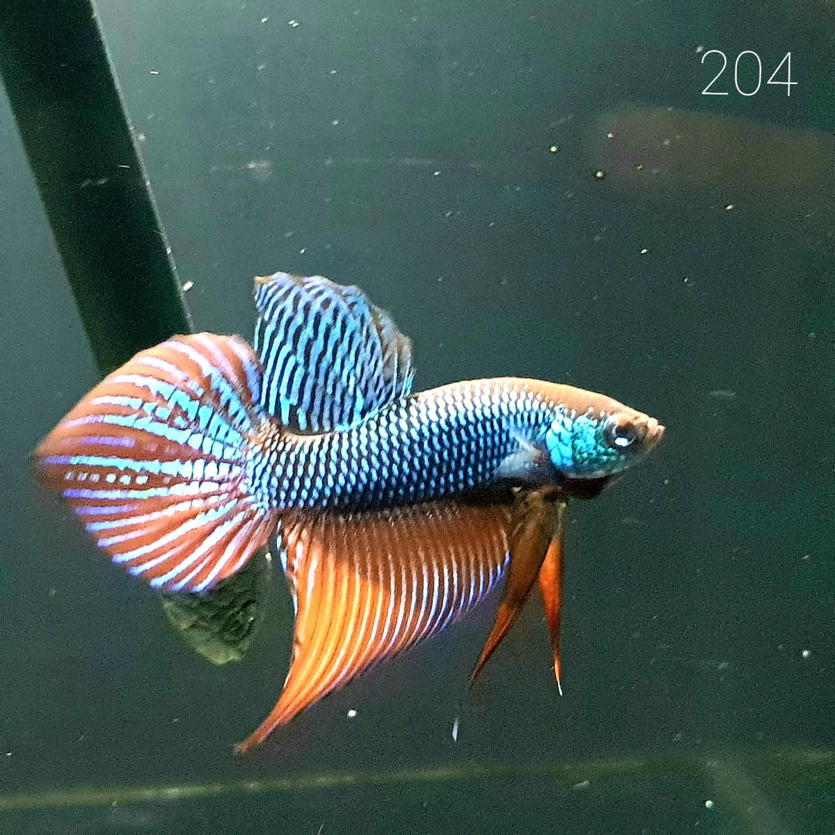 HMPK Betta Splendens #T204 by ivenbetta