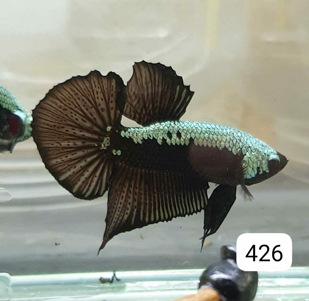 HMPK Betta Splendens #T426 by ivenbetta