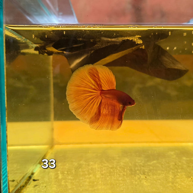 HM Betta Splendens #HM33 by ivenbetta