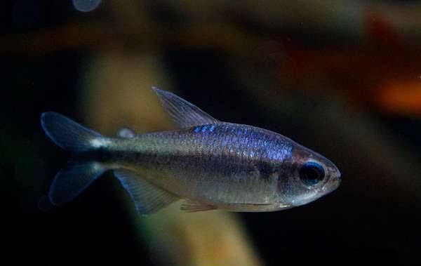 Hyphessobrycon sp. 'Blue Devil'