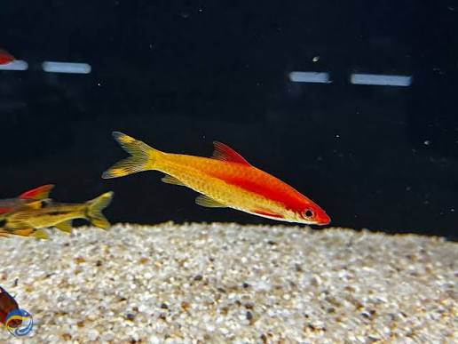 Sahyadria Denisonii 'Xanthic' by Iven Betta