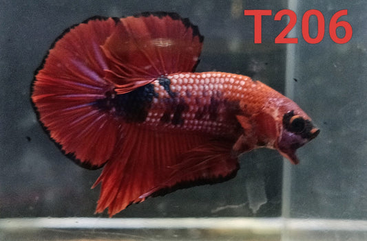 HMPK Betta Splendens #T206 by ivenbetta