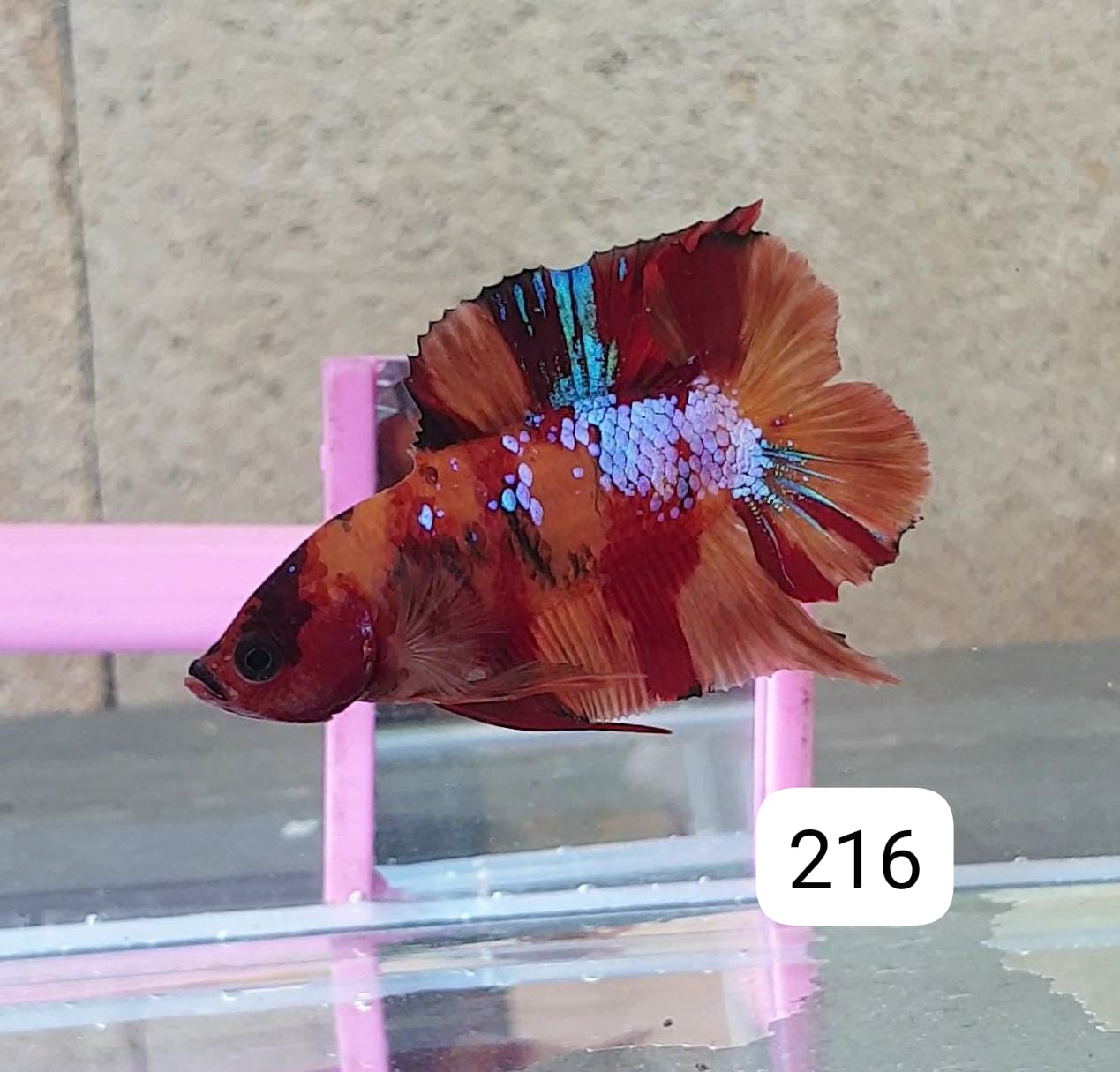 HMPK Betta Splendens #T216 by ivenbetta
