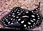 Potamotrygon Leopoldi 'Black Diamond' (PO) by ivenbetta