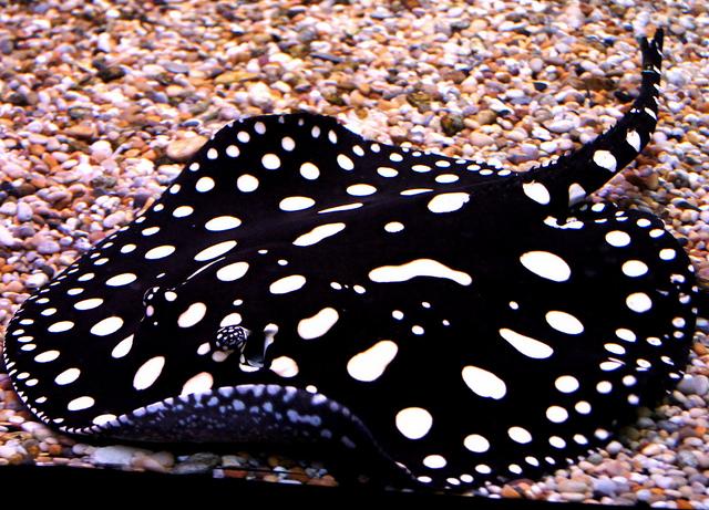 Potamotrygon Leopoldi 'Black Diamond' (PO) by ivenbetta