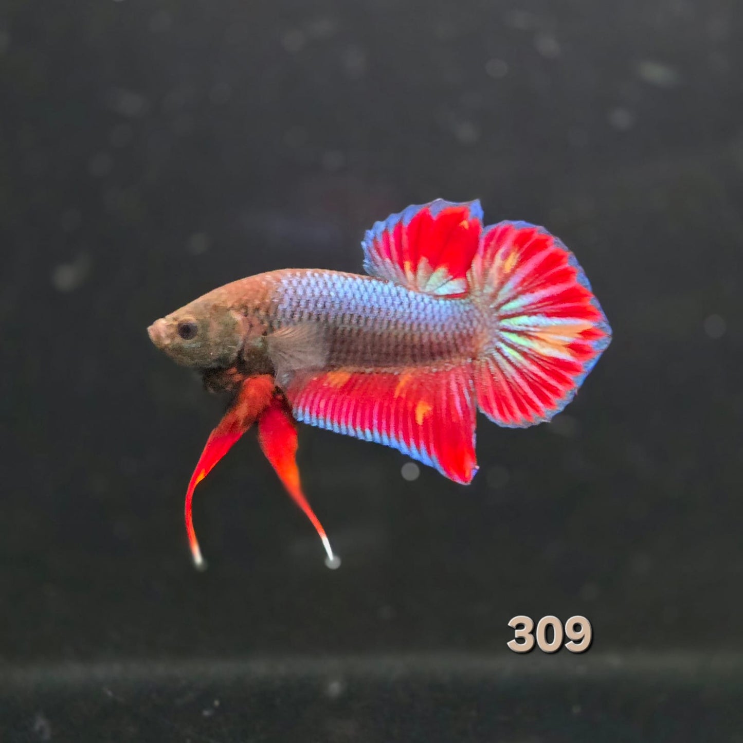 HMPK Betta Splendens #T309 by ivenbetta