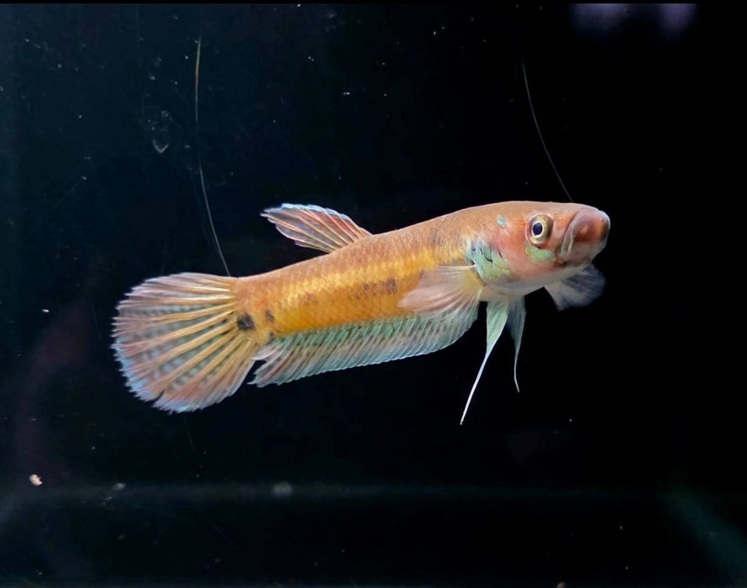 Betta sp. Cerulean by Iven Betta