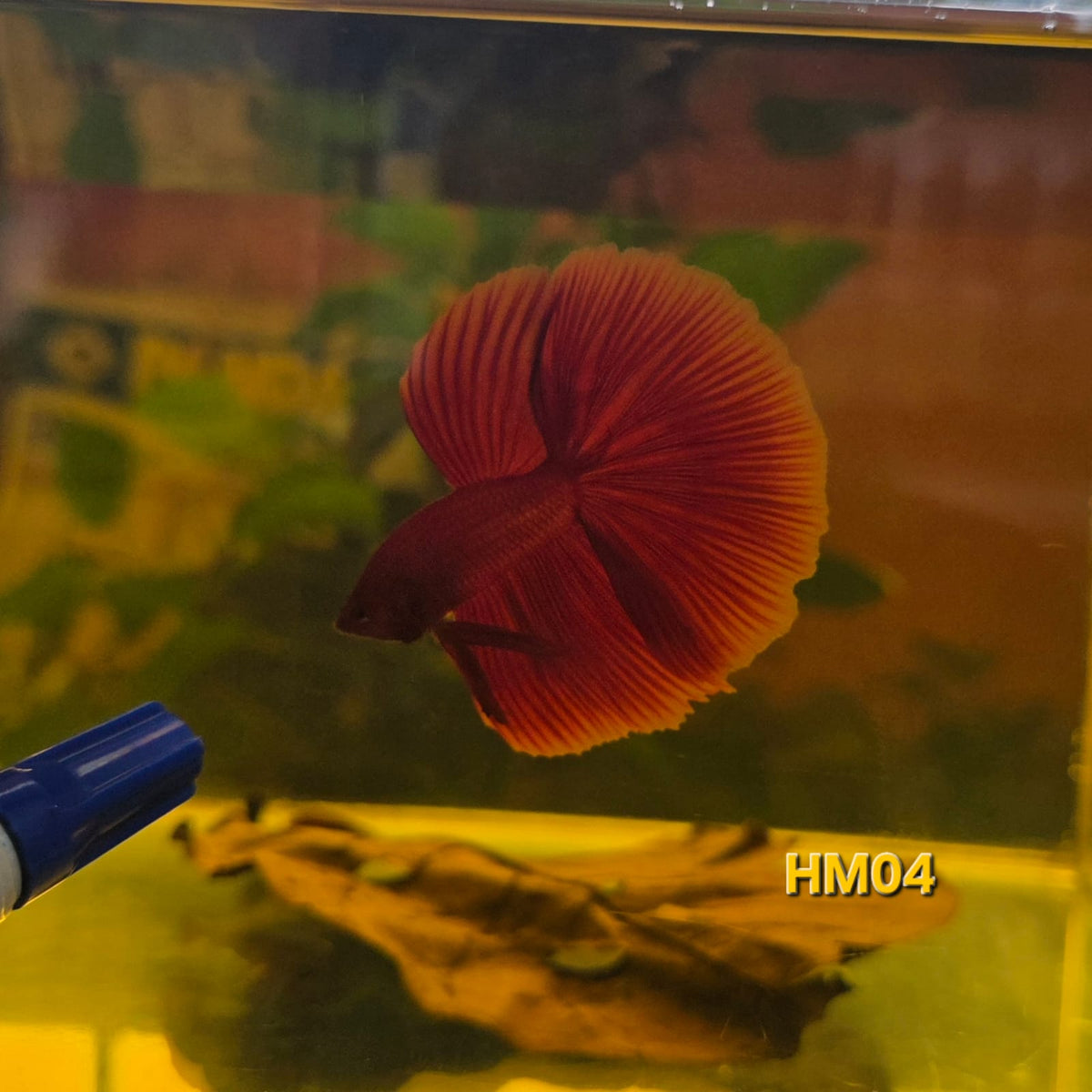 HM Betta Splendens #HM04 by ivenbetta