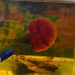 HM Betta Splendens #HM04 by ivenbetta