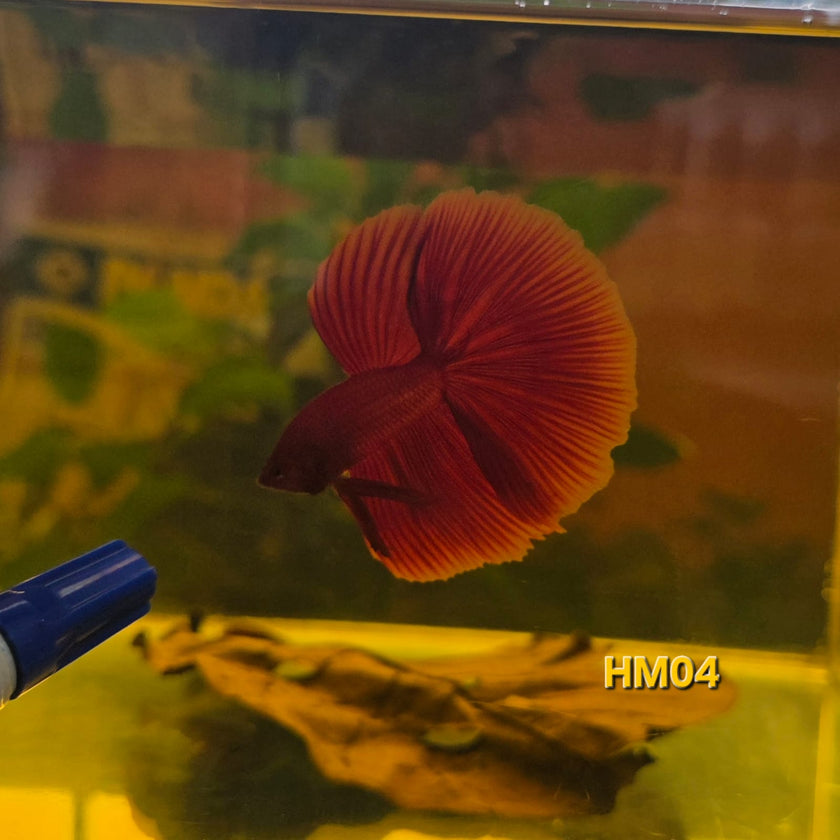 HM Betta Splendens #HM04 by ivenbetta