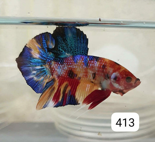 HMPK Betta Splendens #T413 by ivenbetta