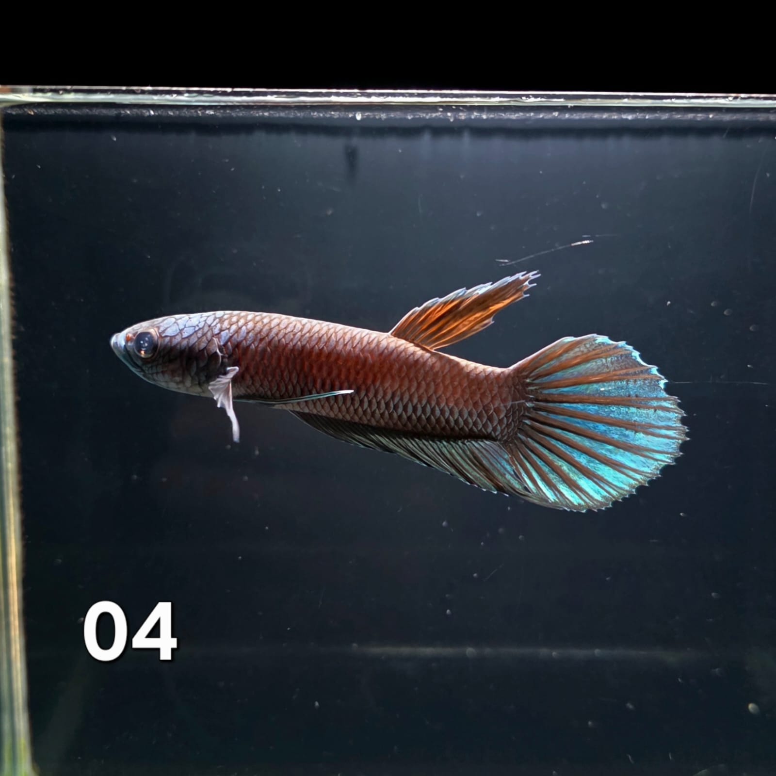 Antuta Male (IB04) by ivenbetta