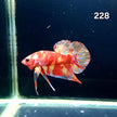 HMPK Betta Splendens #T228 by ivenbetta