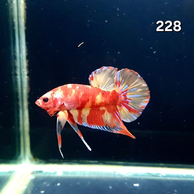 HMPK Betta Splendens #T228 by ivenbetta