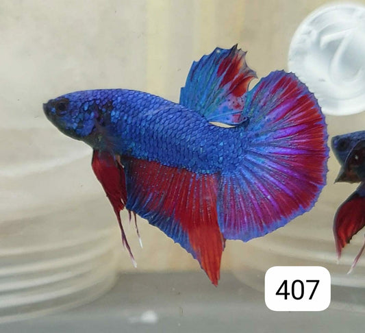 HMPK Betta Splendens #T407 by ivenbetta