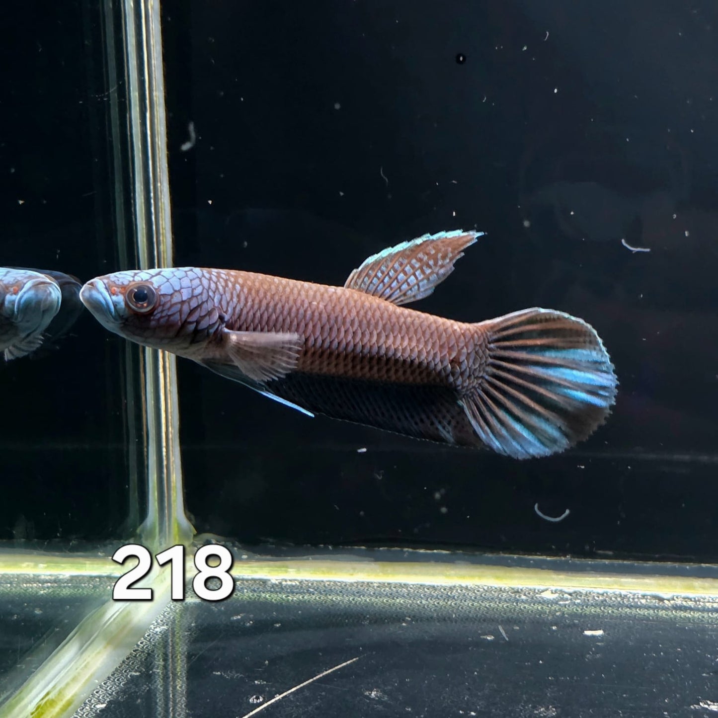 Antuta Male (IB218) by ivenbetta