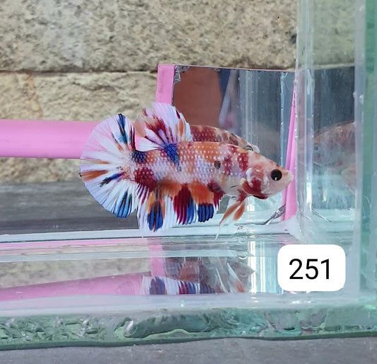 HMPK Betta Splendens #T251 by ivenbetta