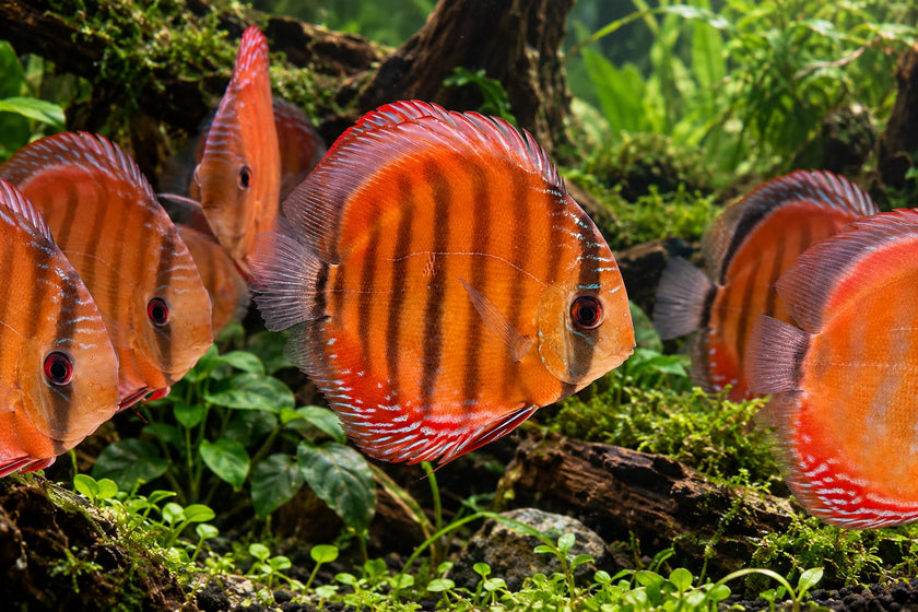 Symphysodon Discus 'Cuipeau' by ivenbetta