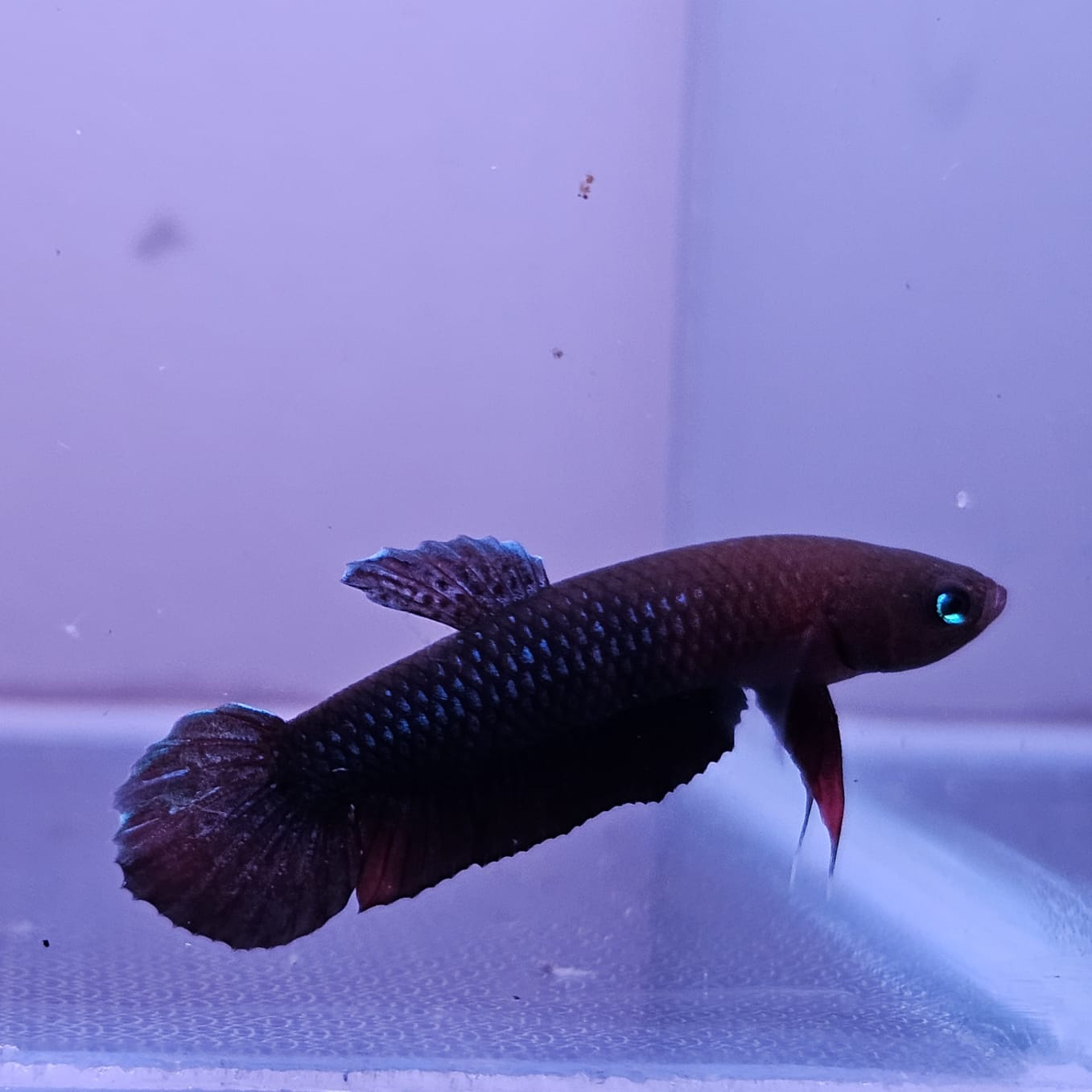 Betta cf. Persephone by Iven Betta