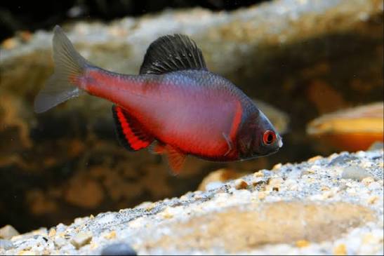 Sinorhodeus Microlepis by Iven Betta