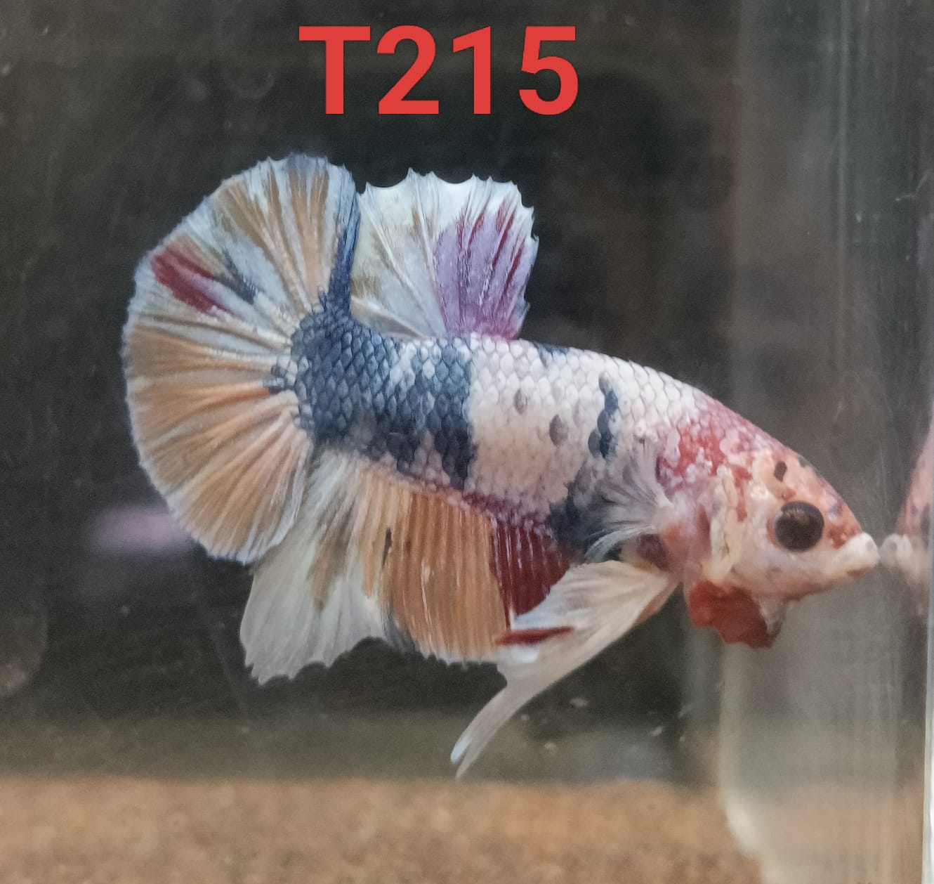 HMPK Betta Splendens #T215 by ivenbetta