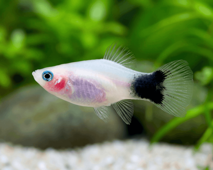 Xiphophorus Maculatus 'Panda Mickey' by Iven Betta