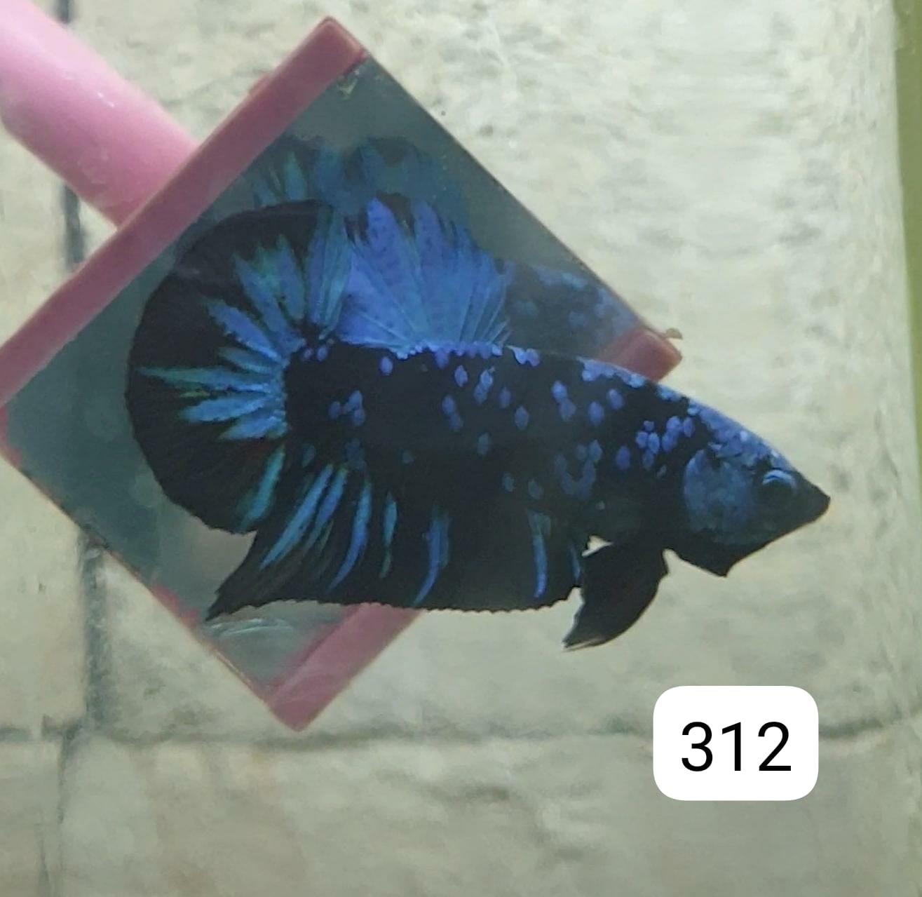 HMPK Betta Splendens #T312 by ivenbetta