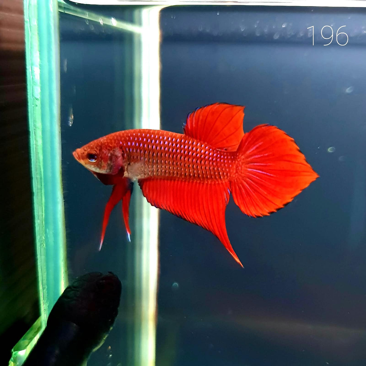 HMPK Betta Splendens #T196 by ivenbetta